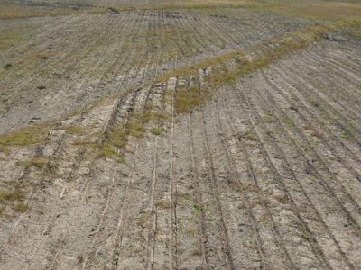 Aplicaciones seguras en arroz INIA Merín, INIA Olimar y CL 212