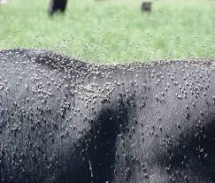 INIA Uruguay: Situación actual de la garrapata y de la mosca de los cuernos