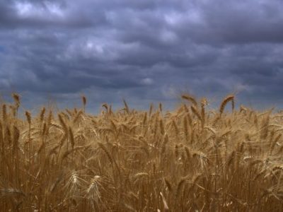 En Brasil preocupa la calidad del trigo en Rio Grande del Sur