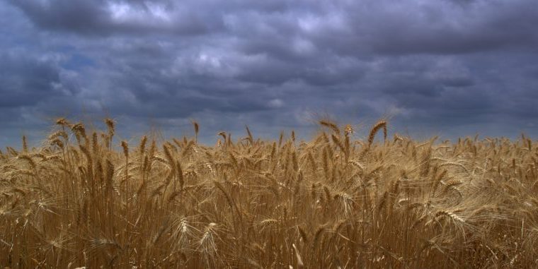 En Brasil preocupa la calidad del trigo en Rio Grande del Sur