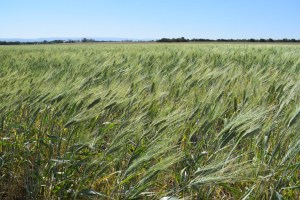 Bolsa de Comercio de Rosario recortó su estimación de producción de trigo