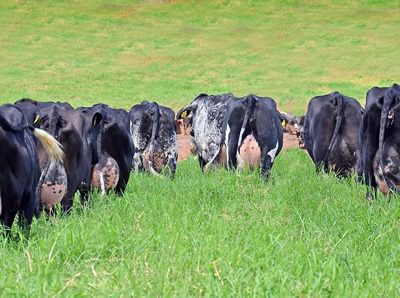 Poder de compra de la leche está en su mayor nivel