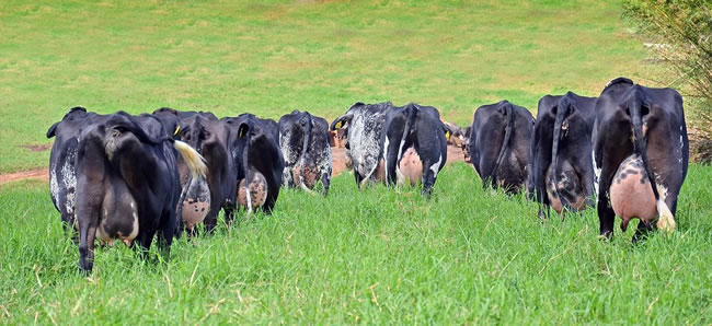 Poder de compra de la leche está en su mayor nivel