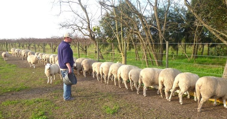 Programas para pequeños y medianos productores rurales