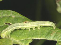 DGSA registró un nuevo controlador biológico de plagas para soja y girasol