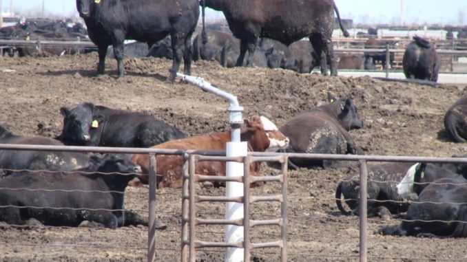 Cuándo se generan condiciones de estrés por calor en bovinos para carne?