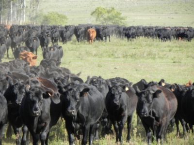 Sugerencias para capitalizar un verano lluvioso en ganadería sobre suelos de Basalto