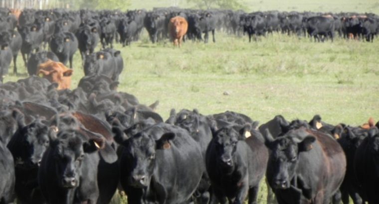 Sugerencias para capitalizar un verano lluvioso en ganadería sobre suelos de Basalto