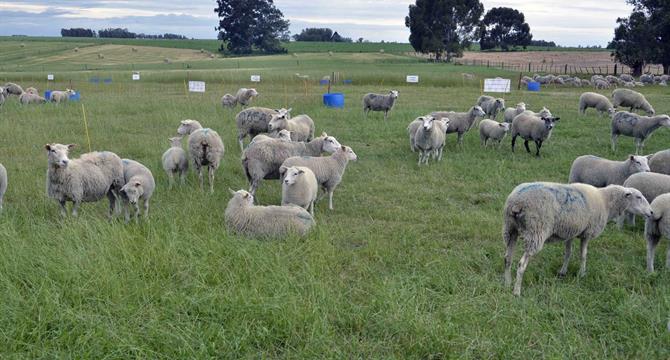 Jornada en Salto “Pasturas, ovinos y sanidad”