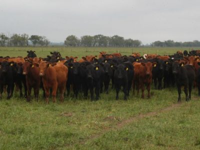 ALTERNATIVAS DE MANEJO DE LA RECRÍA SEGÚN LA SITUACIÓN FORRAJERA