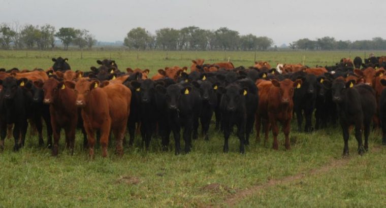 ALTERNATIVAS DE MANEJO DE LA RECRÍA SEGÚN LA SITUACIÓN FORRAJERA