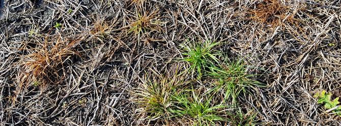 Control de raigrás en el sistema agrícola