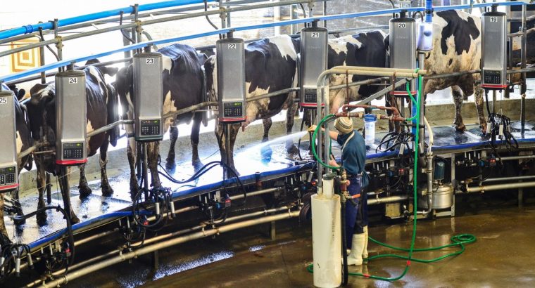 Producción de leche a nivel mundial disminuye