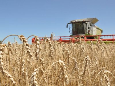 Se elevó pronóstico de producción de trigo en la Unión Europea