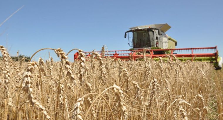 Se elevó pronóstico de producción de trigo en la Unión Europea