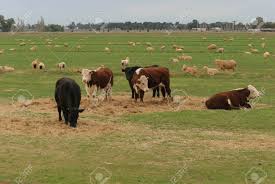 Cómo manejar el pasto con vacunos y ovinos