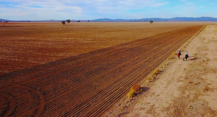 Australia importará trigo por primera vez en doce años