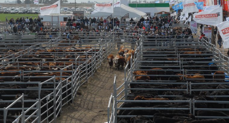 AGROACTIVA Ganadera tendrá una agenda muy diversa