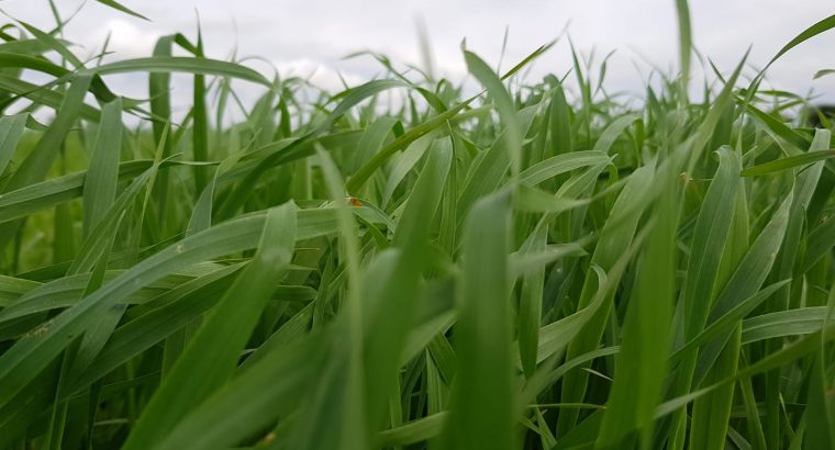 Área de trigo argentino sería record