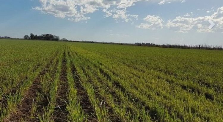 Bolsa de Cereales de Buenos Aires elevó su estimación de área de trigo