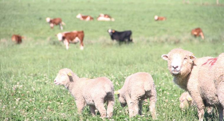 Manejo moderno del ovino en Sistemas Agrícolas Ganaderos