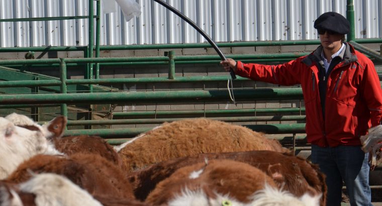 Recomendaciones de manejo e instalaciones de trabajo para Bovinos