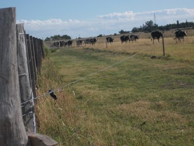 Crédito para pequeños productores lecheros con la garantía del FOGALE