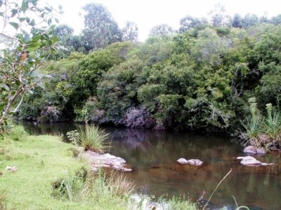 Más de 500 árboles nativos se plantarán en Artigas