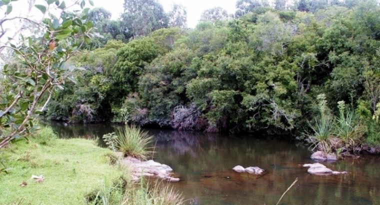 Más de 500 árboles nativos se plantarán en Artigas