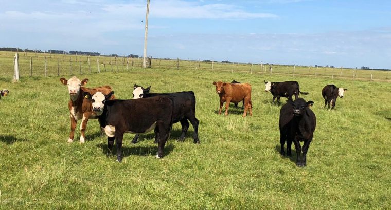 Curso de “Manejo de pasturas y suplementos