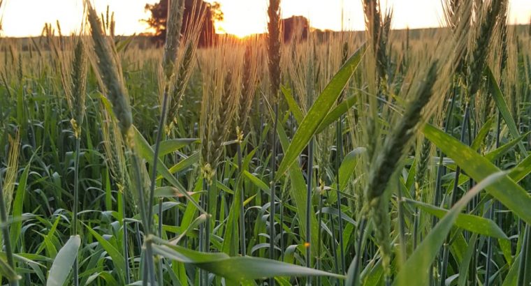 Recorte de previsiones para la producción mundial de trigo