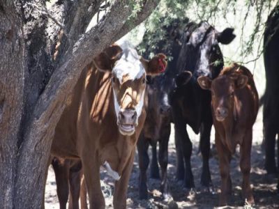 Recomendaciones  para reducir los efectos negativos del estrés calórico