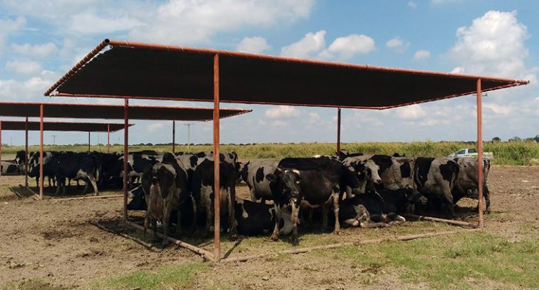 Estrés Calórico: Manejo de Ganado Durante Índices de Humedad de Alto Calor