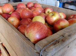 Planes de Negocios con destino a industrialización de frutas y hortalizas