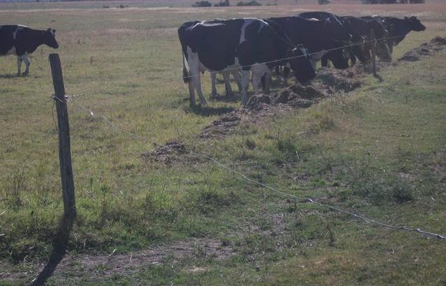 Emergencia agropecuaria por déficit hídrico, recomendaciones