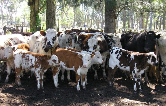 Manejo del rodeo en otoño y frente a situaciones de falta de forraje