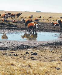 Ganadería promueve contratación de seguros agrícolas