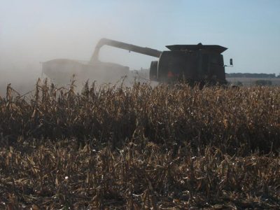 Se espera un récord de producción de maíz en Argentina