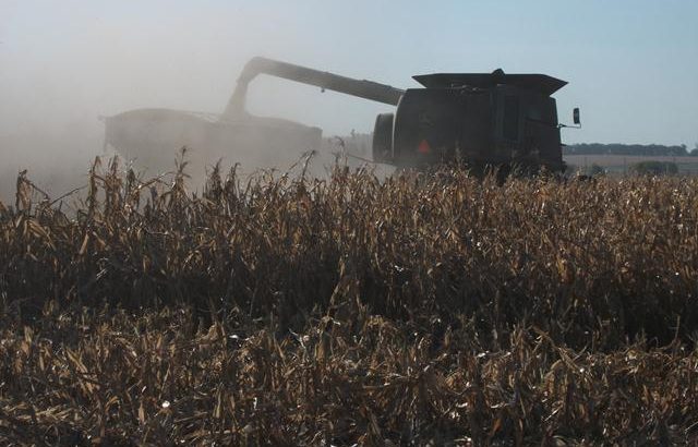 Se espera un récord de producción de maíz en Argentina