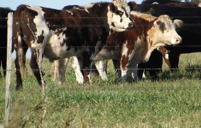 La faena anual de vacunos será la más baja desde 2003