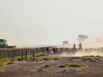 MGAP aplazó vencimiento de pago para lecheros y ganaderos