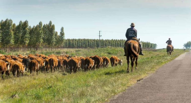 MGAP extendió el permiso para pastoreo en rutas