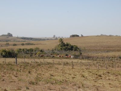 Avances de las medidas adoptadas en la emergencia agropecuaria