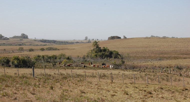 Avances de las medidas adoptadas en la emergencia agropecuaria