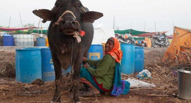 Medidas para mantener la producción y el suministro de leche en India