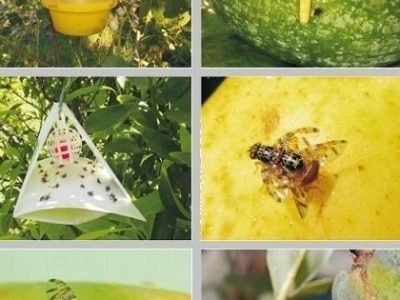 Manejo a fin de la cosecha Mosca de las frutas