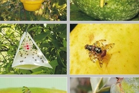 Manejo a fin de la cosecha Mosca de las frutas