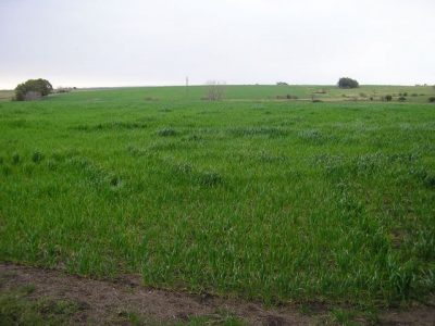 Encuentro Virtual:Pasturas Implantadas: Siembra y Mezclas