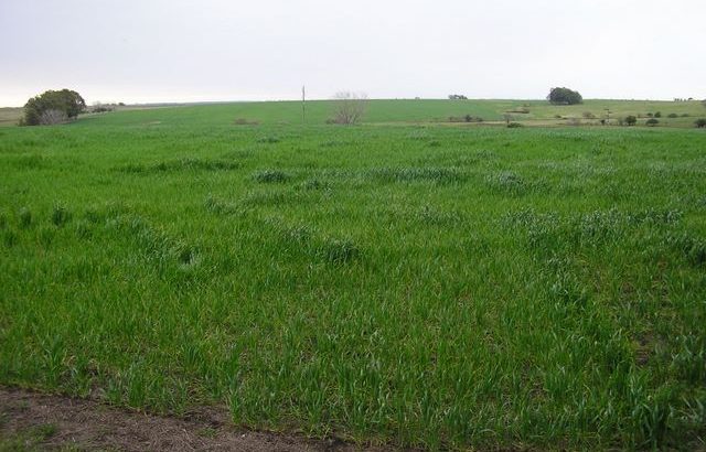 Encuentro Virtual:Pasturas Implantadas: Siembra y Mezclas