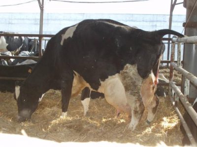 Salud animal en el período seco y en el peri parto